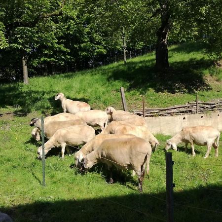 Landhof Ella - Ferienhaus Vor Den Toren Salzburgs Petting Buitenkant foto