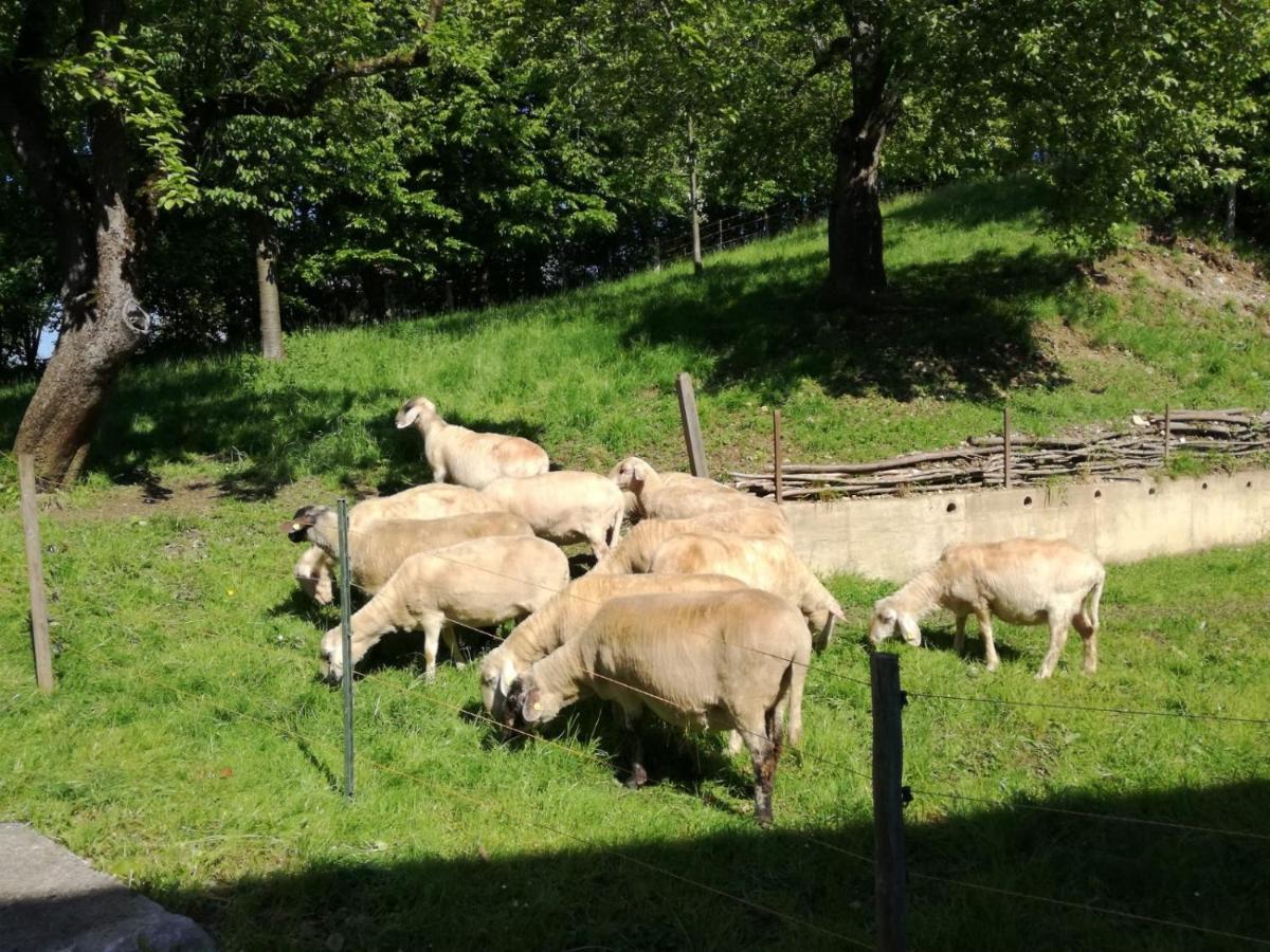Landhof Ella - Ferienhaus Vor Den Toren Salzburgs Petting Buitenkant foto