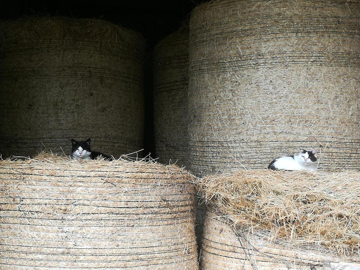 Landhof Ella - Ferienhaus Vor Den Toren Salzburgs Petting Buitenkant foto