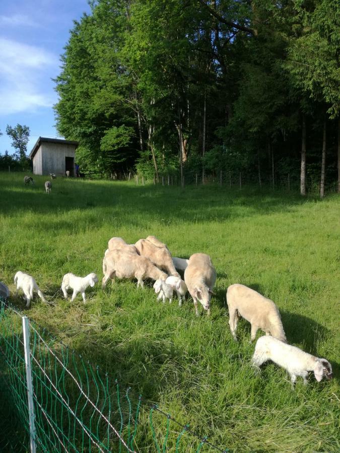 Landhof Ella - Ferienhaus Vor Den Toren Salzburgs Petting Buitenkant foto